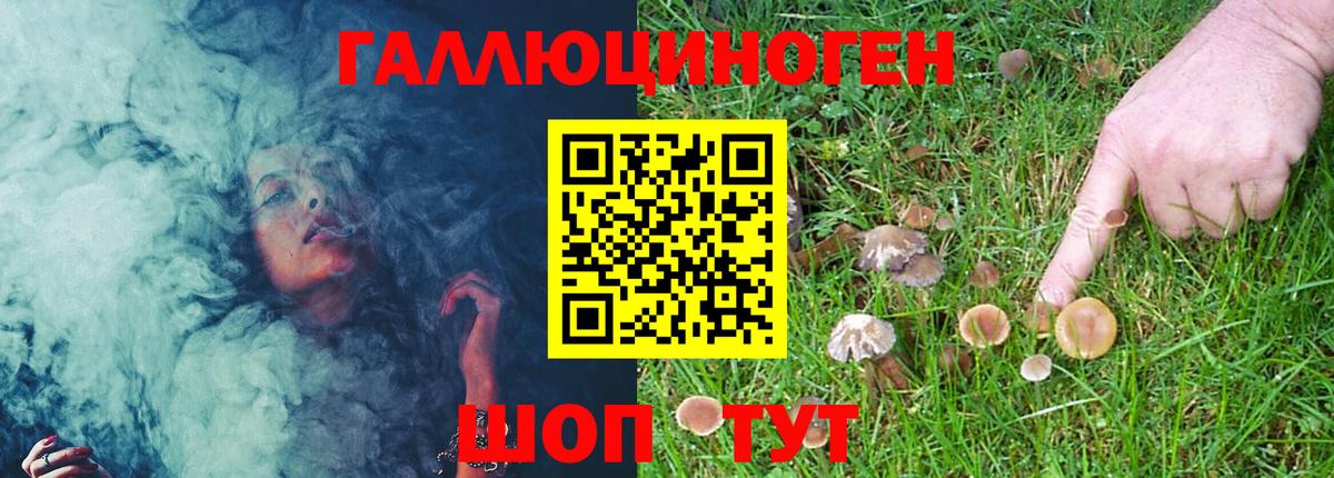 Псилоцибиновые грибы Psilocybine cubensis Выборг